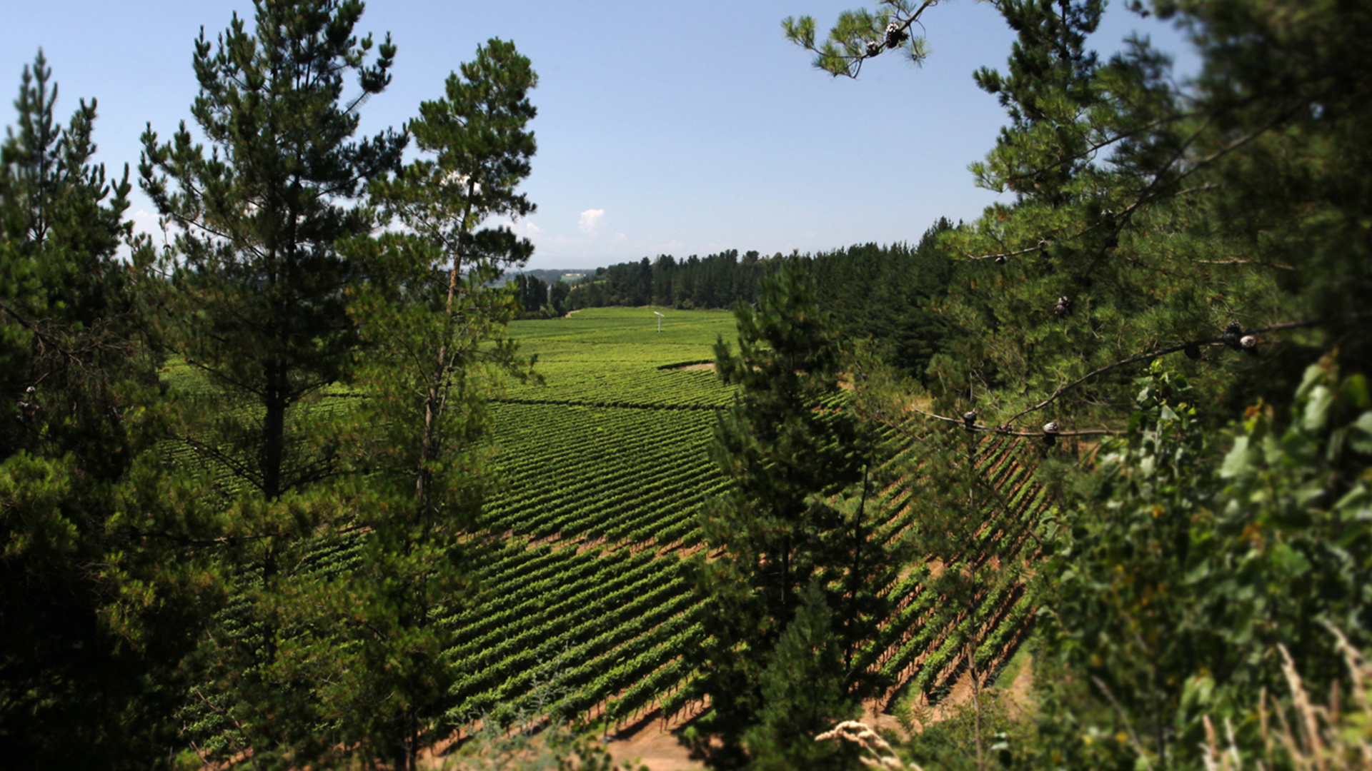 Quitralmán-Vineyard-01