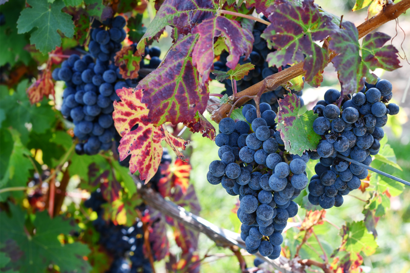 cabernet sauvignon