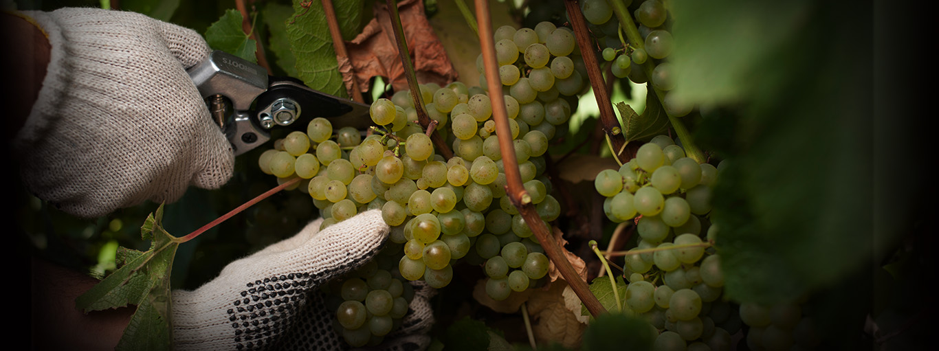 Botella de Vino